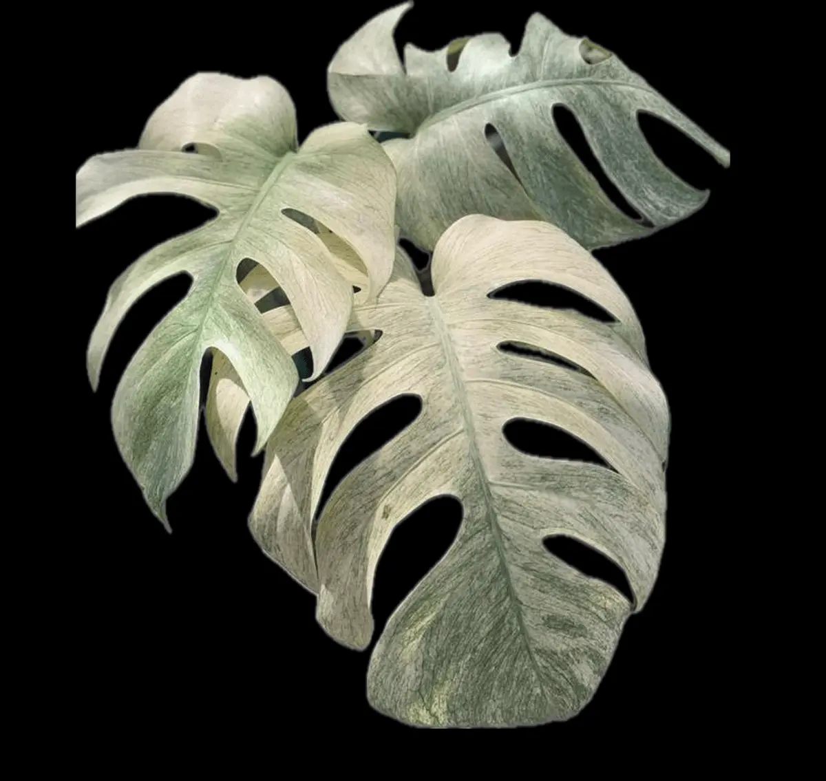 A nearly full-mint Monstera leaf with pale, even coloration.
