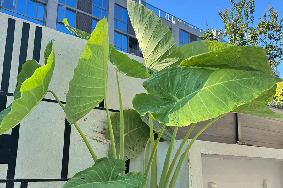 Giant upright Elephant Ear (Alocasia macrorrhizos) featuring massive glossy green foliage for exotic garden decor.