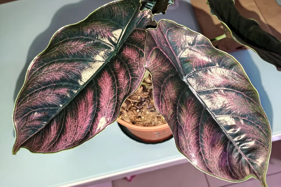 Exotic Alocasia azlanii (Red Mambo) showing iridescent dark leaves with brilliant pinkish-red vein highlights.