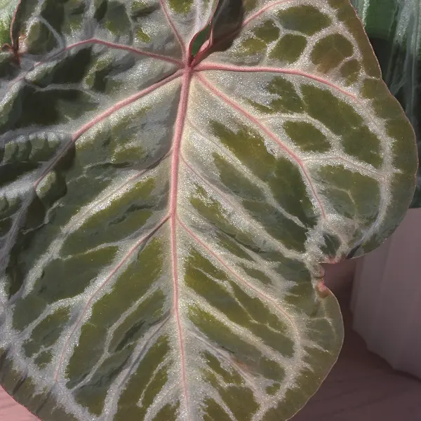 Red Crystal Anthrium, The color of the anthurium with its red and purple veins will fade in summer.