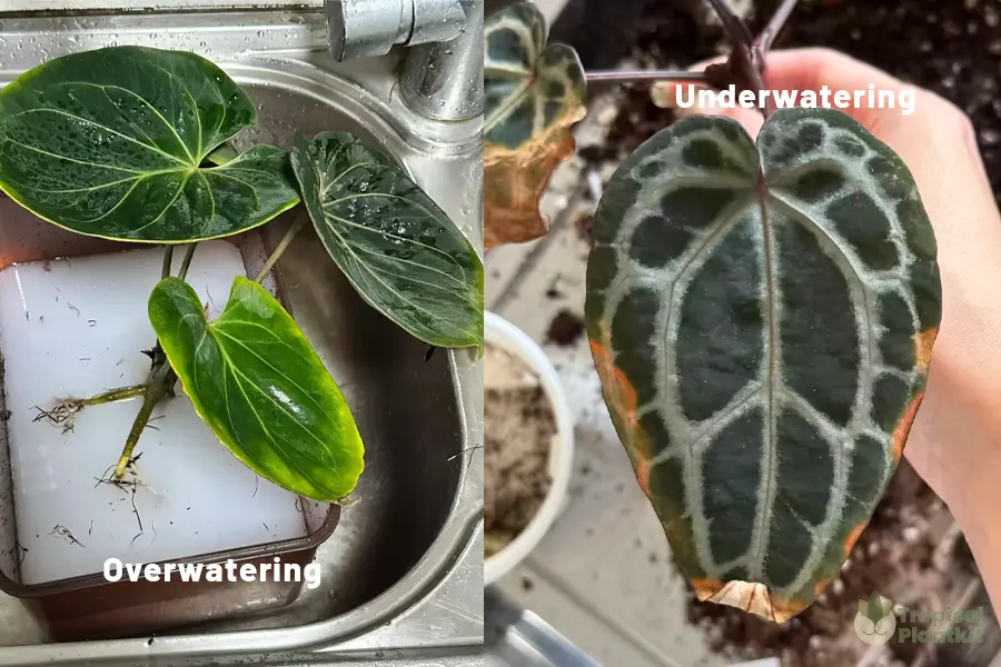 Infographic comparing plant overwatering vs. underwatering signs. Overwatering shows yellow lower leaves and root rot; underwatering shows brown curling tips and drooping. Includes care adjustment tips.