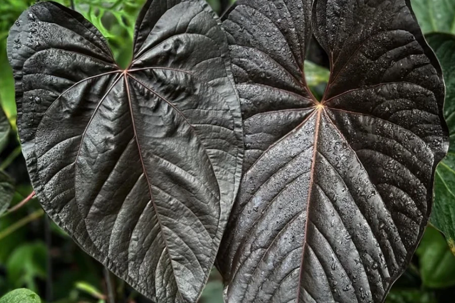 Mature Anthurium warocqueanum (Queen Anthurium) featuring large dark velvety leaves with prominent silvery veins.