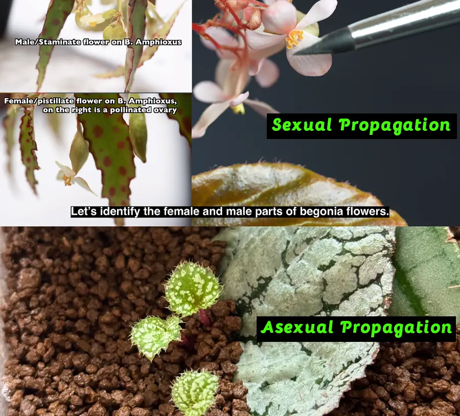 Asexual vs Sexual Propagation comparison for begonia