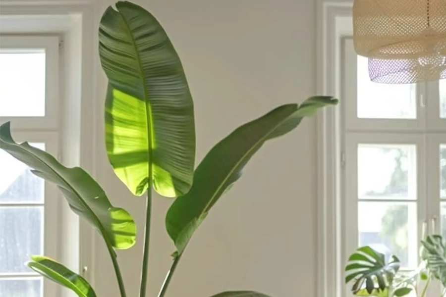 Flowering Bird of Paradise (Strelitzia reginae) featuring vibrant orange and blue crane-like blossoms in a tropical garden.