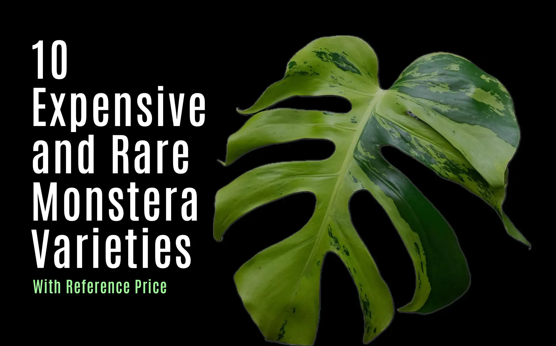 Blog Banner - 10 expensive and rare monstera varieties