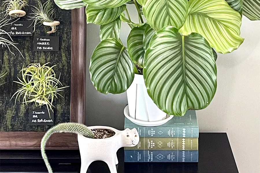 Calathea orbifolia houseplant with large round silver-green striped leaves in a decorative pot