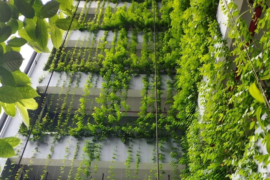 Lush vertical garden featuring climbing vines on a modern building facade with integrated wire trellis systems.