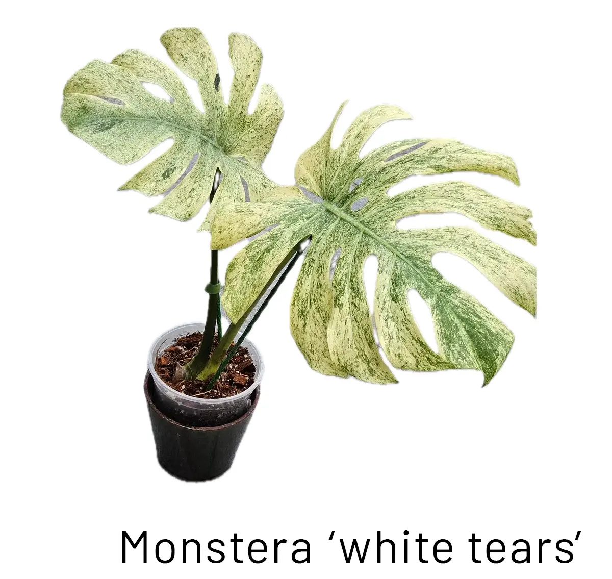 Image Guide to 10 Rare Monstera Varieties (With Price List)