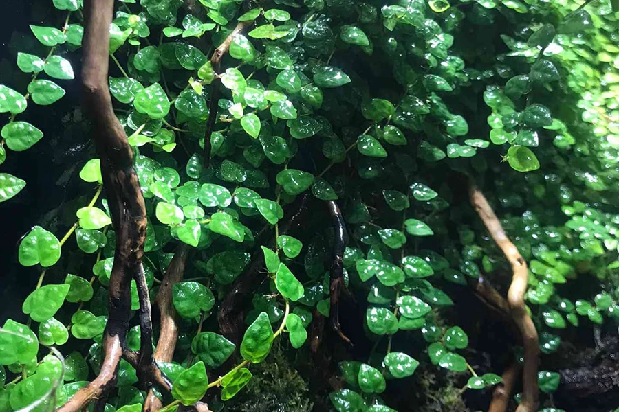 Dense Creeping Fig (Ficus pumila) with small heart-shaped green leaves climbing on a natural wood branch in a terrarium.