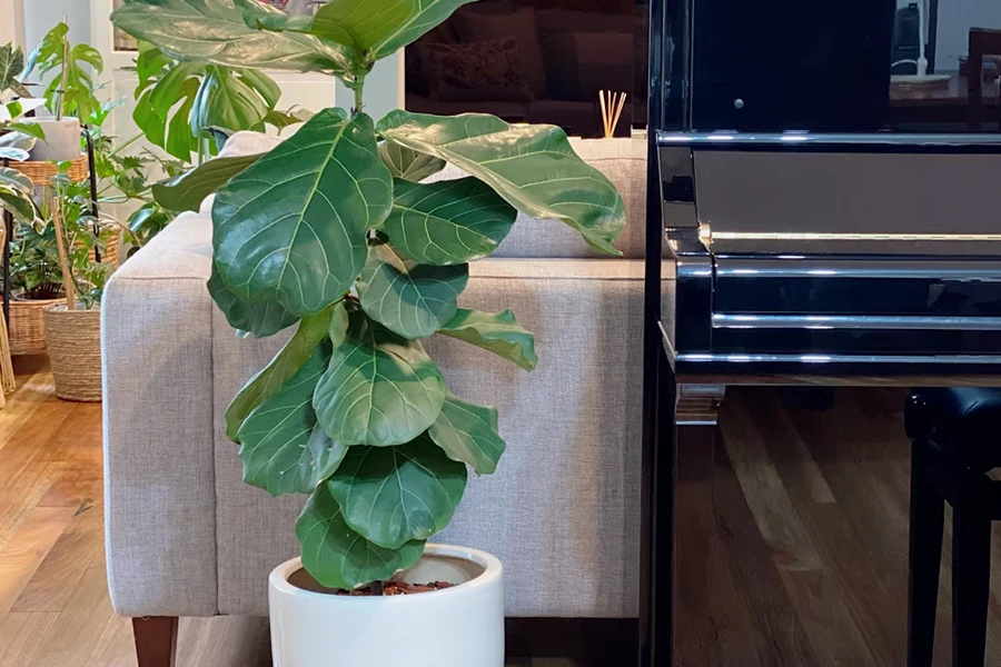 Mature Fiddle Leaf Fig (Ficus lyrata) tree with large waxy fiddle-shaped leaves in a modern ceramic floor pot.