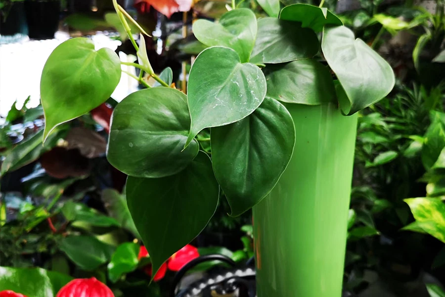Golden Pothos plant with variegated green and yellow heart-shaped leaves in a matte dark green ceramic pot.