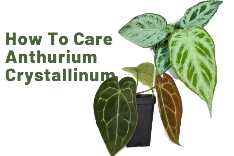 How to Care Crystal Anthirum _ ultimate guide