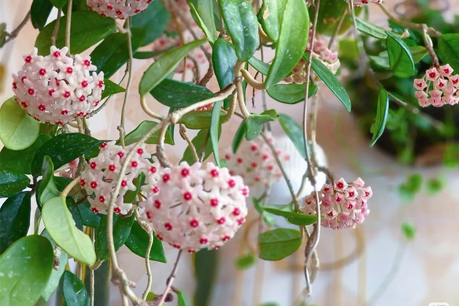 Flowering Hoya Carnosa plant with delicate clusters of star-shaped pink wax flowers and waxy green leaves.