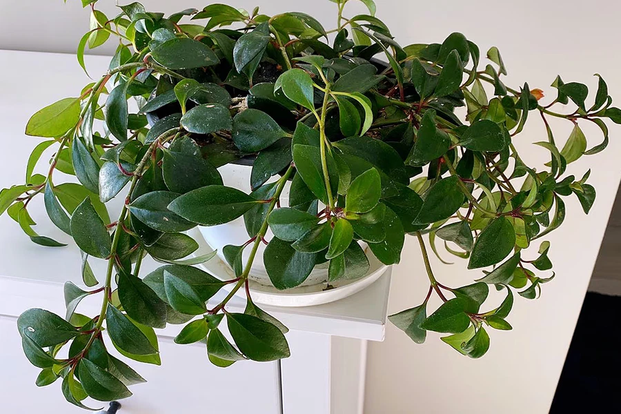 Lush green Lipstick Plant (Aeschynanthus radicans) with cascading vines and waxy elliptical leaves in a white hanging pot.