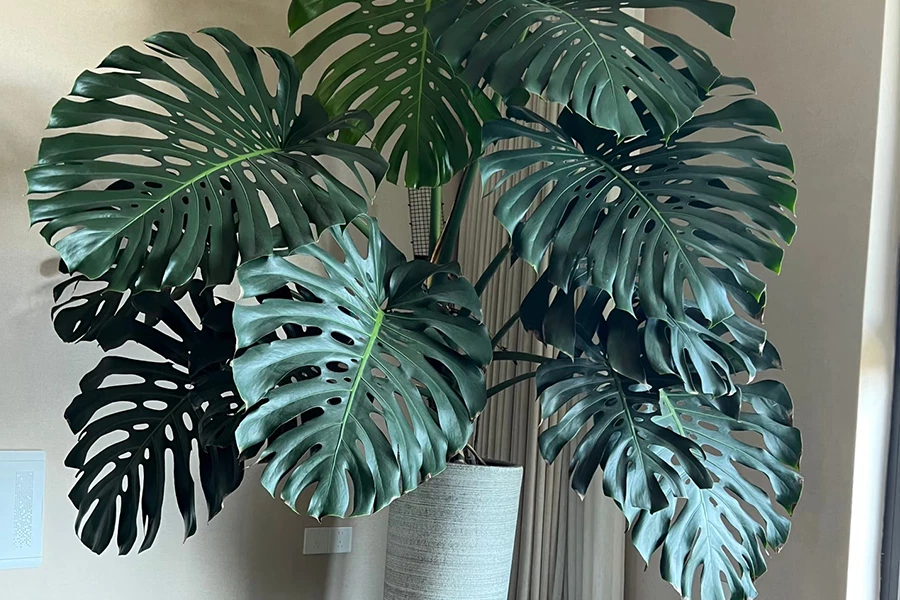 Large Monstera Deliciosa indoor plant with iconic split leaves in a modern grey stone planter.