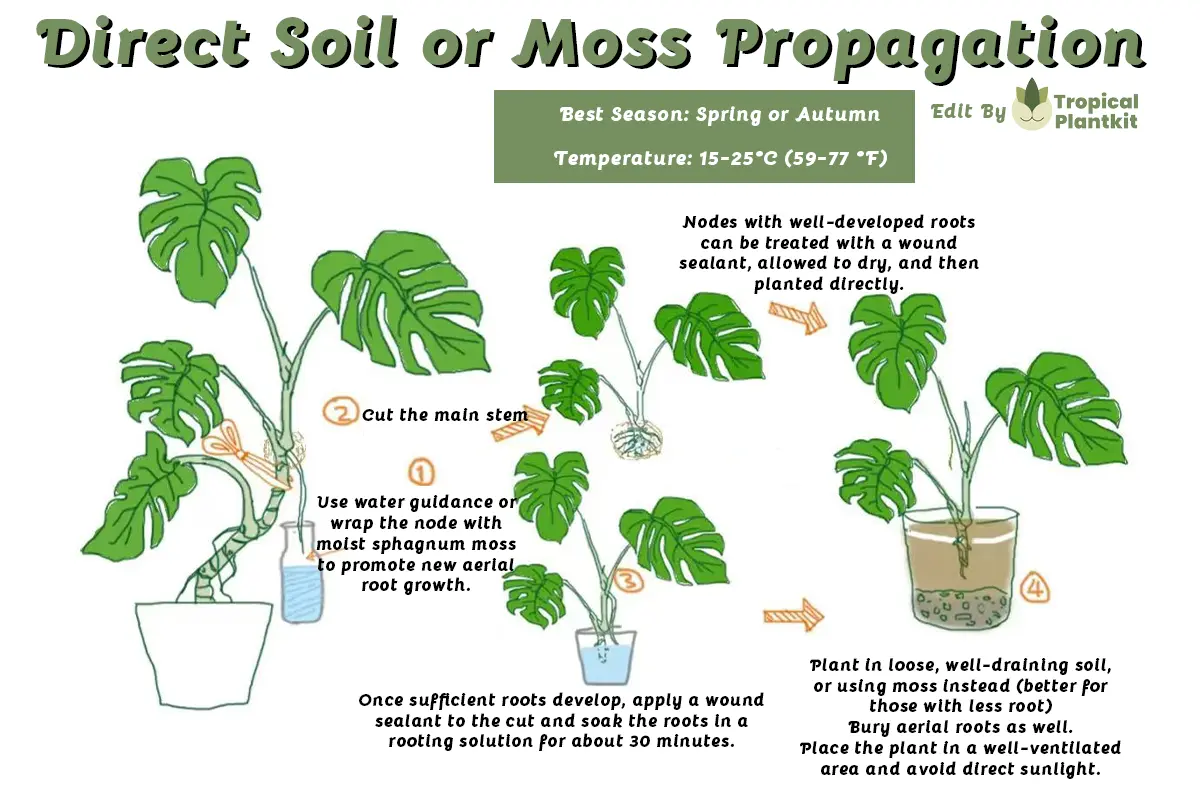 Monstera Propagation method, using Direct Soil or Moss Propagation method