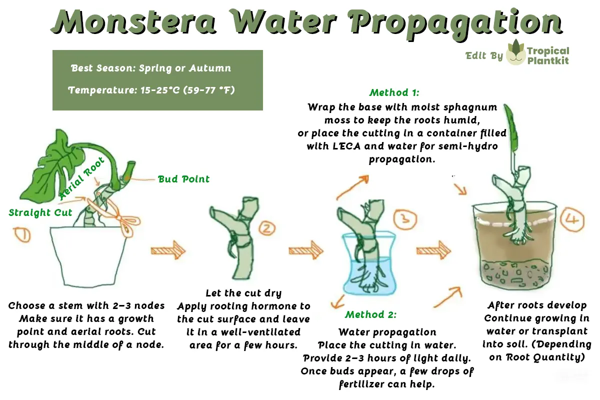 How to Propagate Monstera Indoors - Monstera Water Propagation method Infograph
