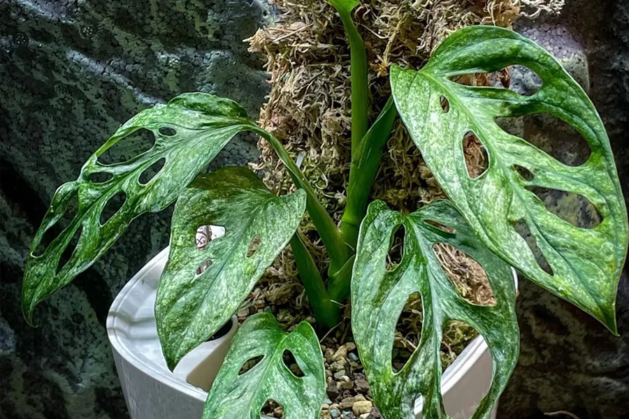 Rare Monstera adansonii Variegata (Variegated Swiss Cheese Plant) with striking white and green fenestrated leaves on a moss pole.