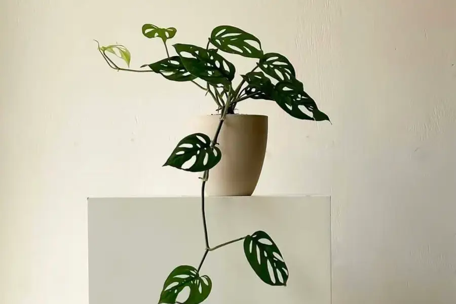 10 Popular Monstera Varieties For Beginner - Monstera adasonii
