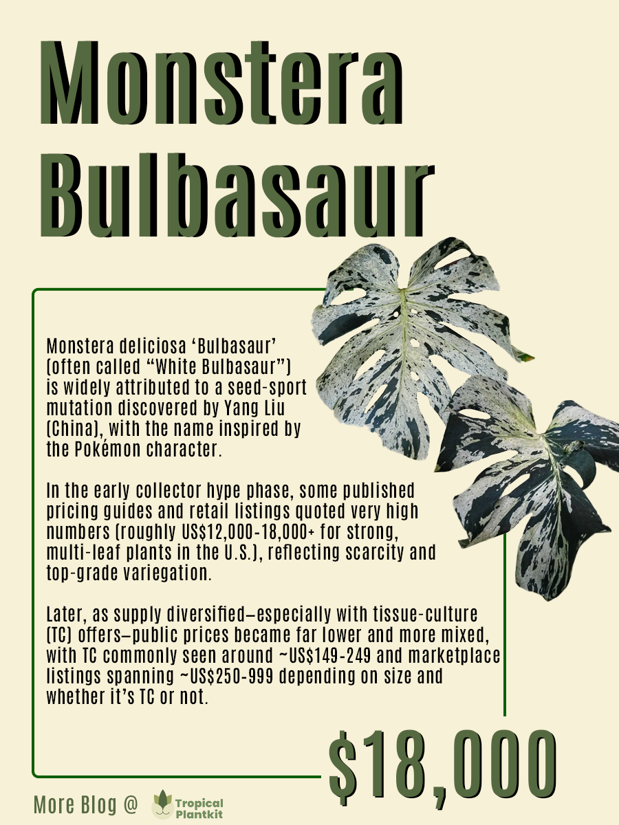 Monstera deliciosa ‘Bulbasaur’ (often called “White Bulbasaur”) is widely attributed to a seed-sport mutation discovered by Yang Liu (China), with the name inspired by the Pokémon character. 