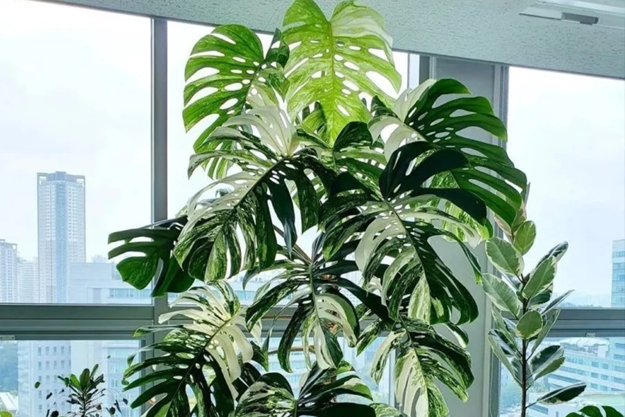 Large Monstera Deliciosa (Swiss Cheese Plant) with mature split leaves and fenestrations in a tall grey planter.