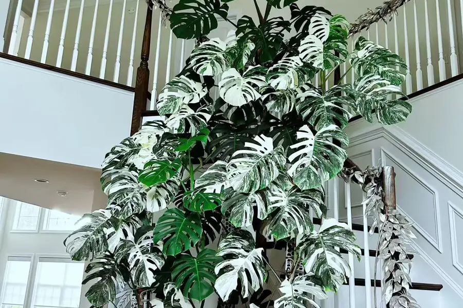 10 Popular Monstera Varieties For Beginner - Monstera deliciosa ‘Albo Variegata’