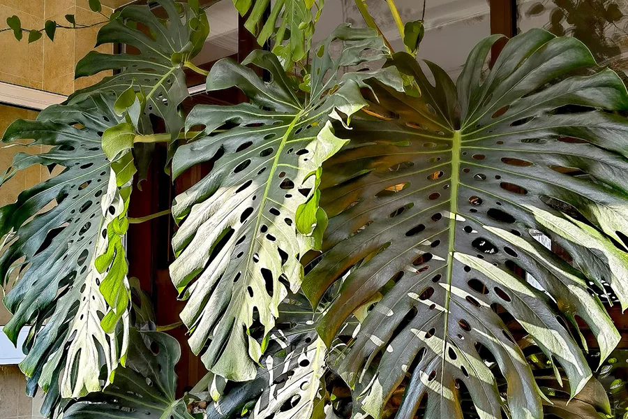 True species Monstera obliqua (Amazonas) with highly fenestrated paper-thin leaves as a massive indoor statement plant.