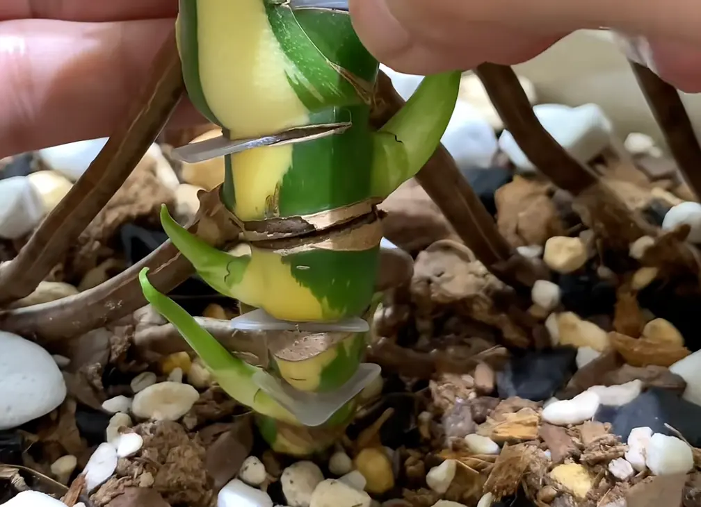 Monstera propagation method - Aerial Layering (Fast, Stable, and Highly Predictable)