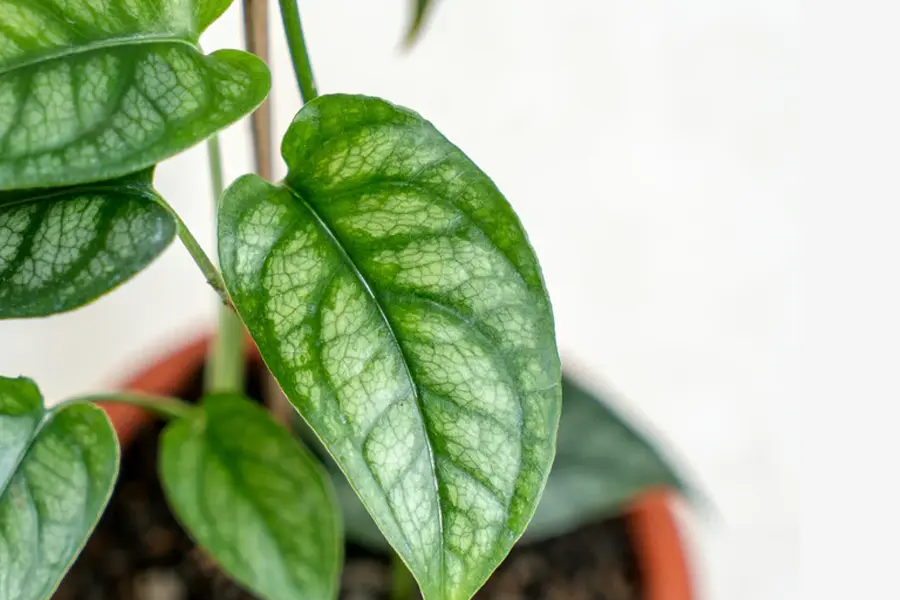 Monstera Siltepecana Close-up of textured green leaf