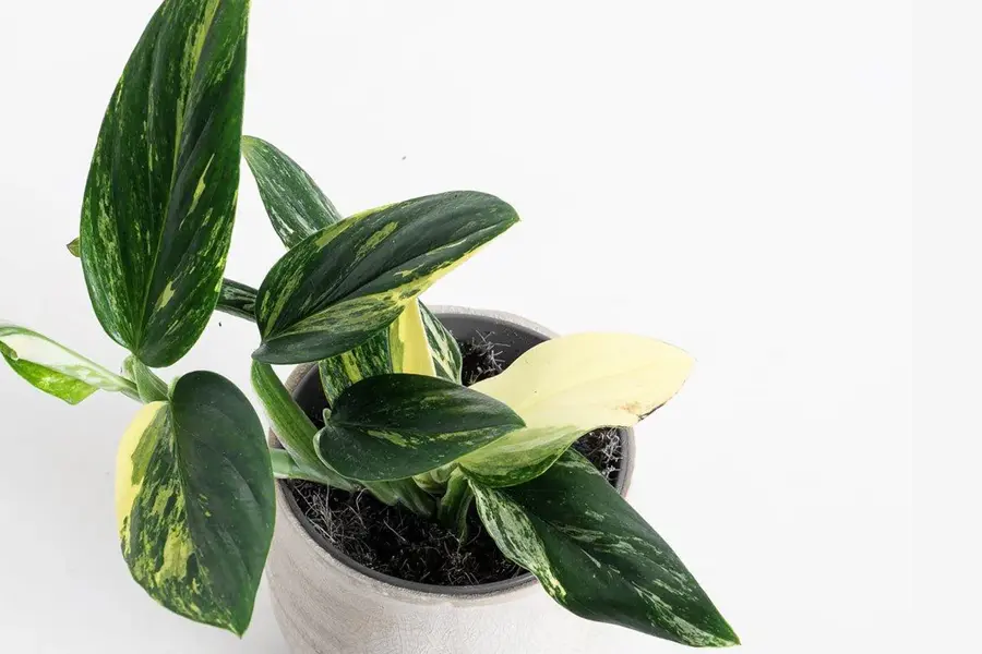 Monstera standleyana (Albo / Aurea)