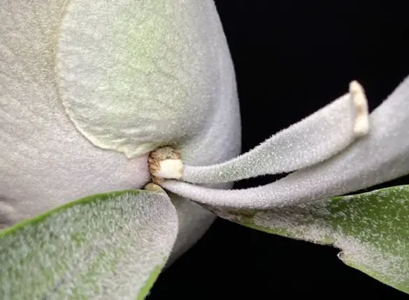 Most Platycerium species are covered in fine white hairs known as stellate trichomes. 