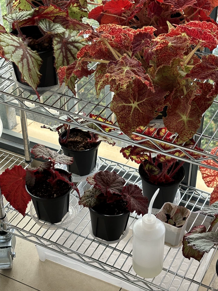 Image #2 from Isabella M