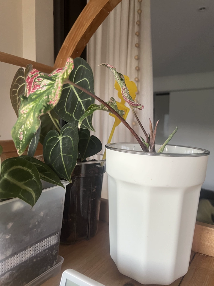 Image #1 from Oliver H