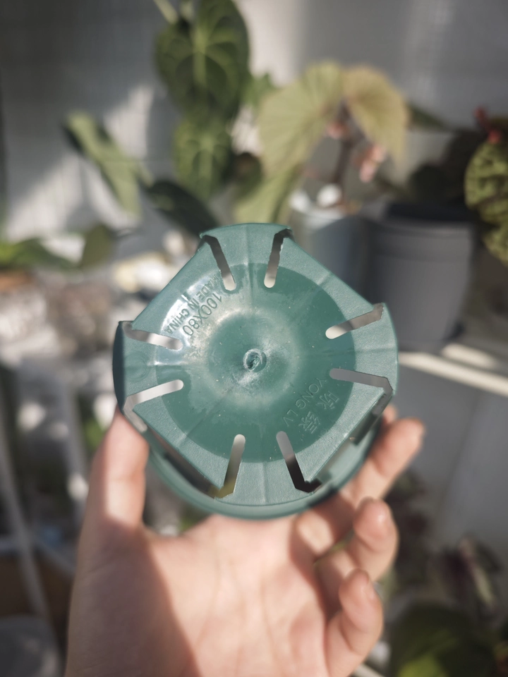 Image #2 from Sophie K