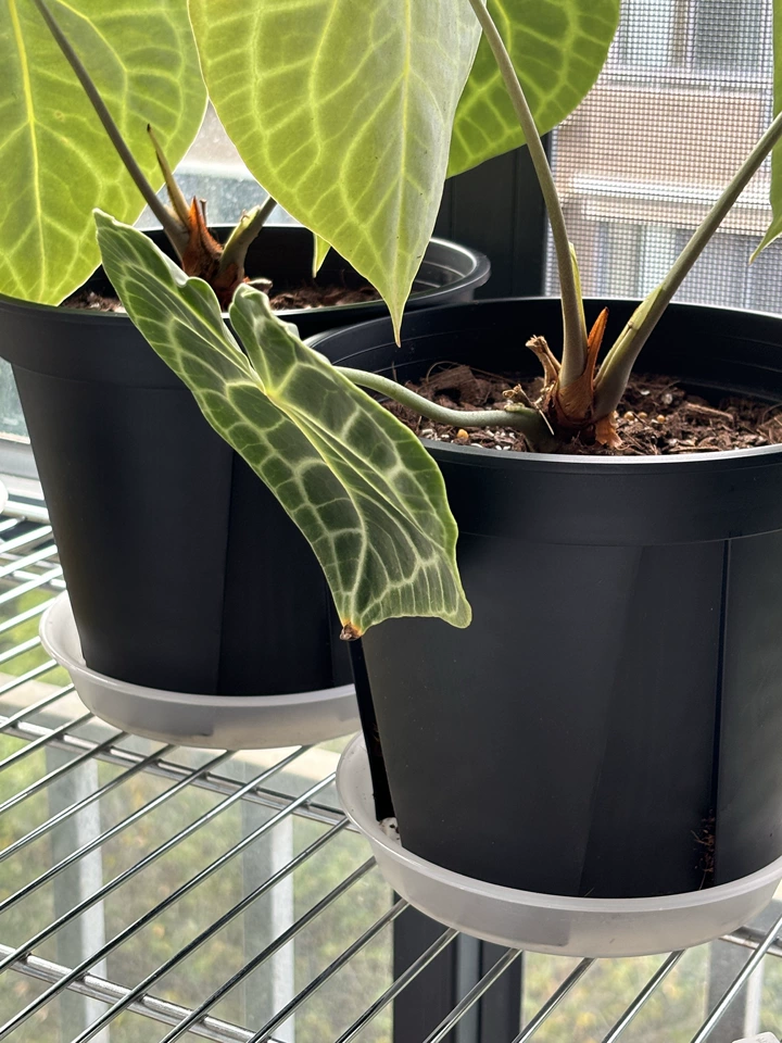 Image #1 from Isabella M