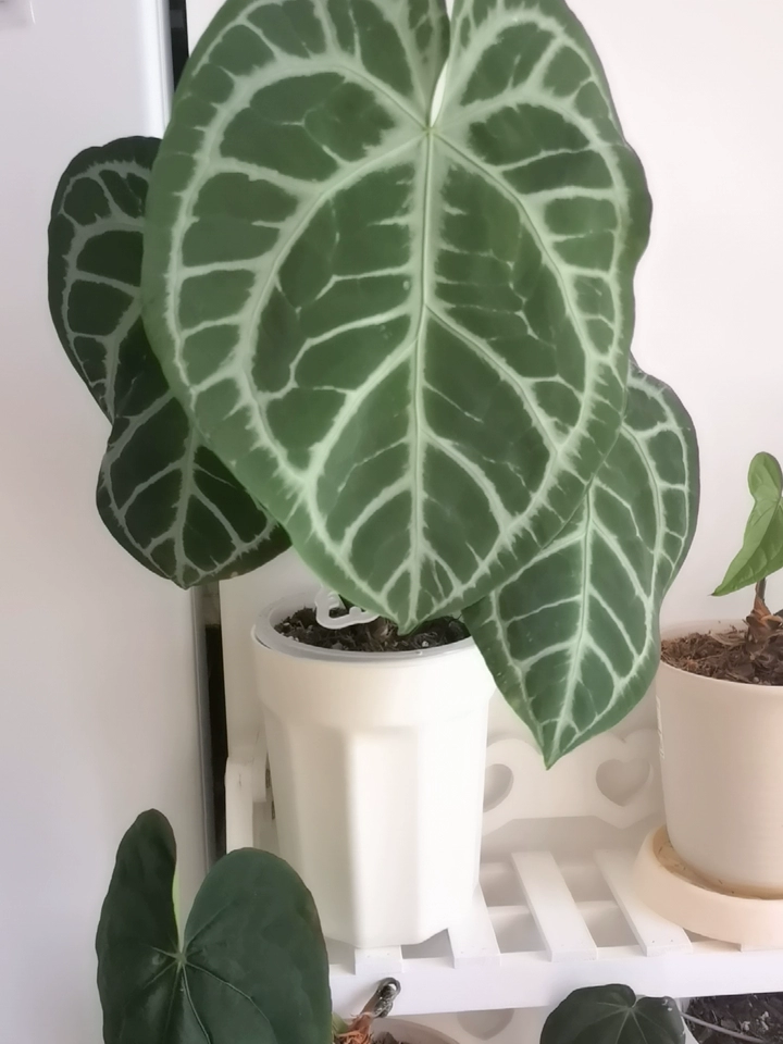 Image #1 from Nathan B