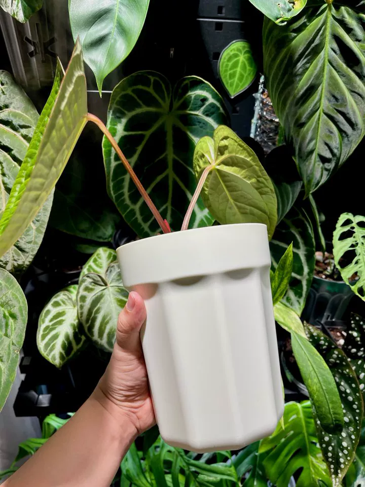 Image #1 from Jacob P