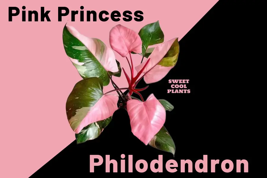 Philodendron Pink Princess Care Guide