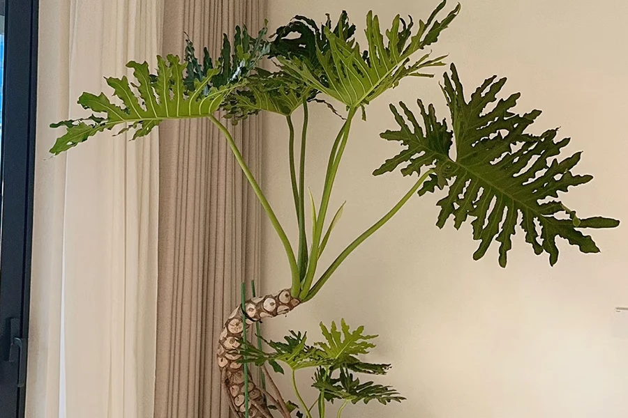 Lacy Tree Philodendron (Thaumatophyllum bipinnatifidum) with deeply lobed green leaves in a large garden pot.