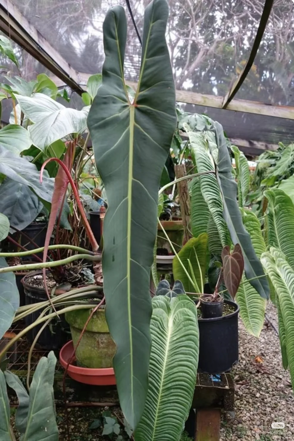 Established Philodendron tortum plant in a black pot, showcasing its unique skeleton-like pinnate green leaves.