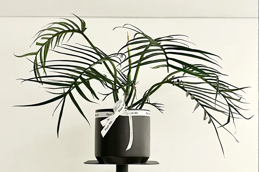 Philodendron spiritus-sancti, an endangered rare houseplant, showing its iconic long pendant-shaped green leaves in a greenhouse.