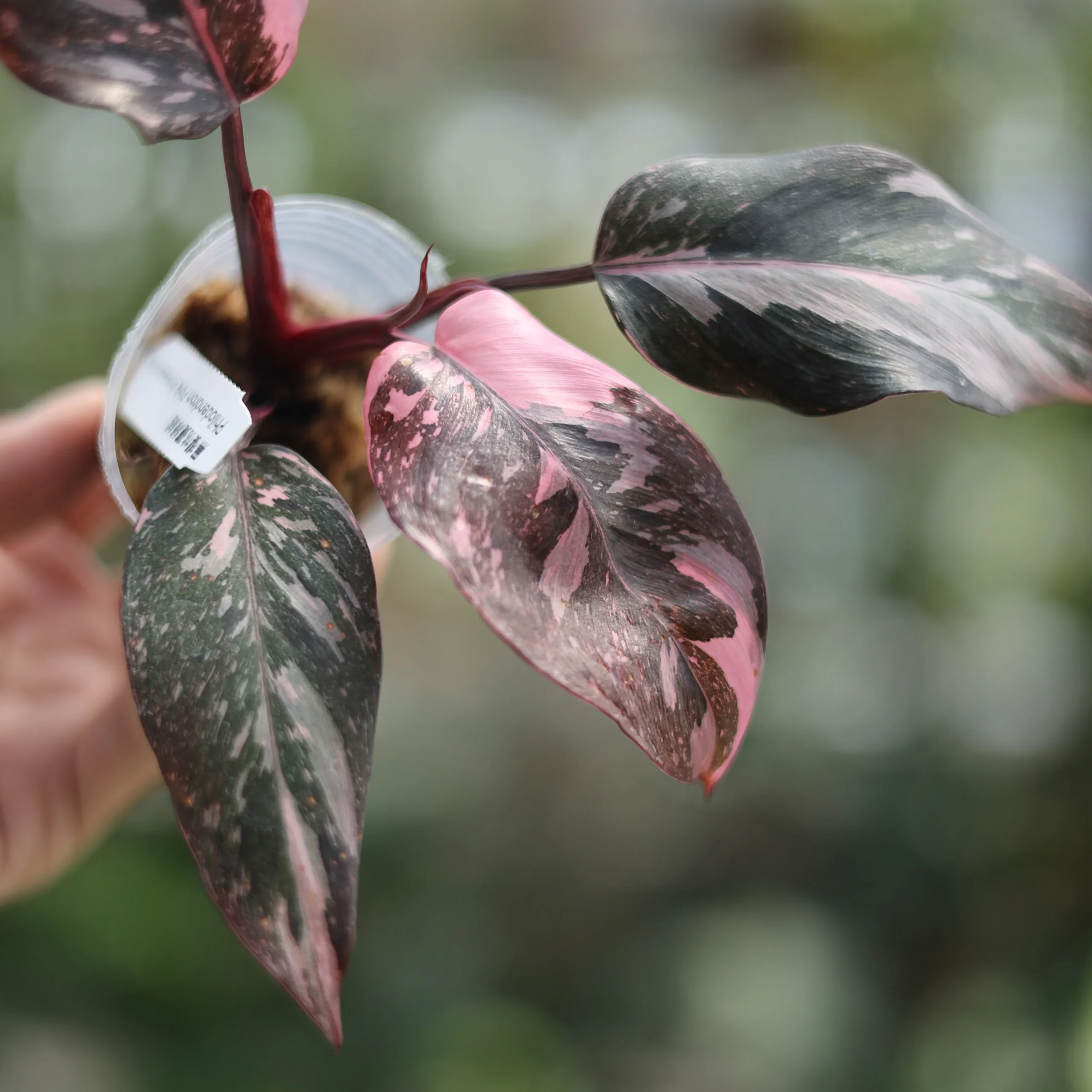 Pink Princess Philodendron