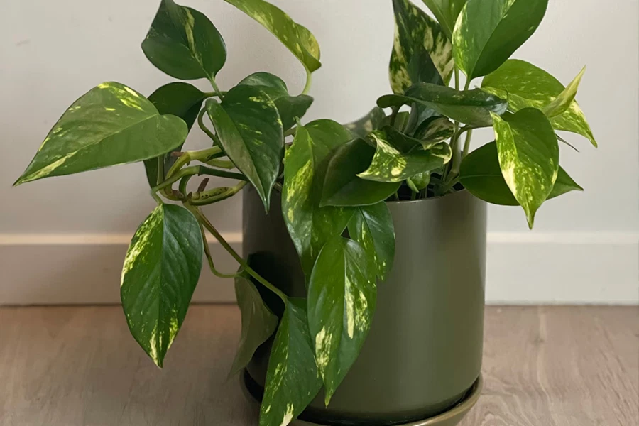 Golden Pothos plant with variegated green and yellow leaves in a matte dark green ceramic pot.