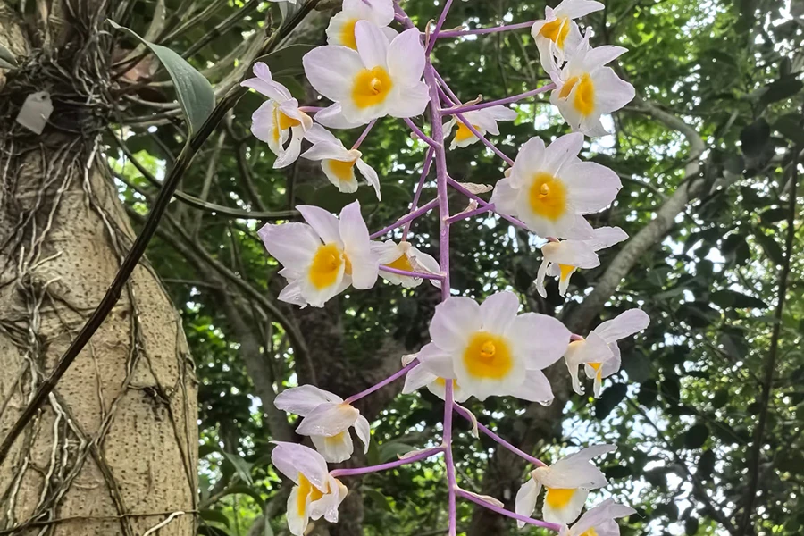 Shenzhen Nongke Orchid, a rare man-made orchid species, with delicate white and yellow blossoms hanging from a tree.
