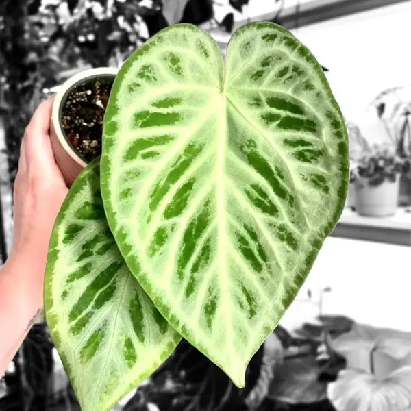Crystallinum Silver Blush with very bright silver veins, Anthurium varieties with more silver veins usually grow more slowly.