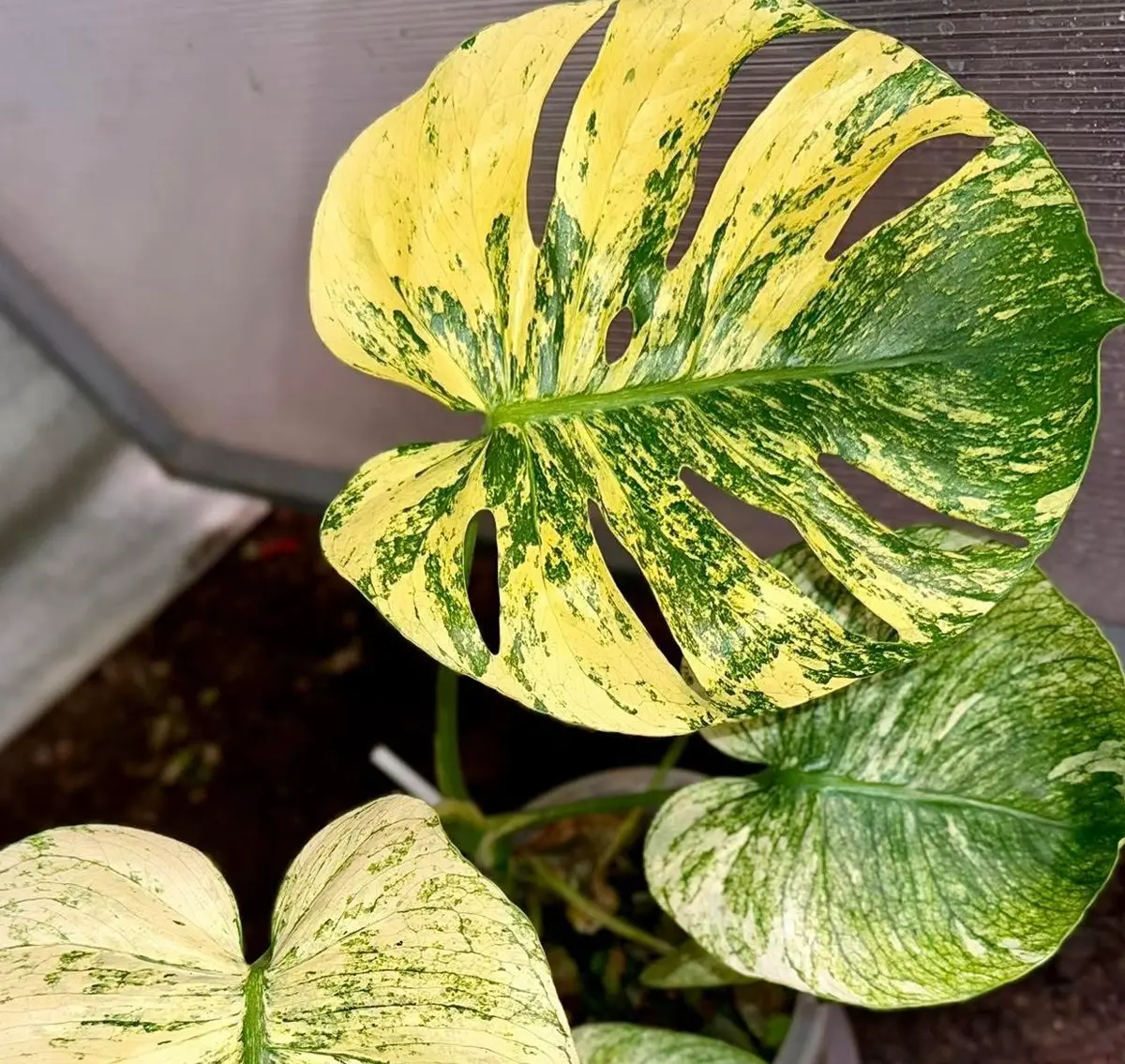 Image Guide to 10 Rare Monstera Varieties (With Price List)