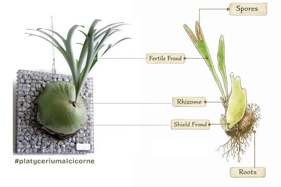 Staghorn Fern Anatomy - Fertile Frond, Spores,Shield Frond, Rhizome, Roots
