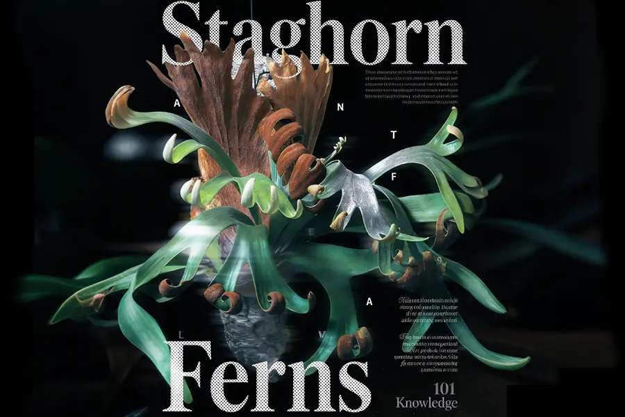 Staghorn Ferns knowledge 101