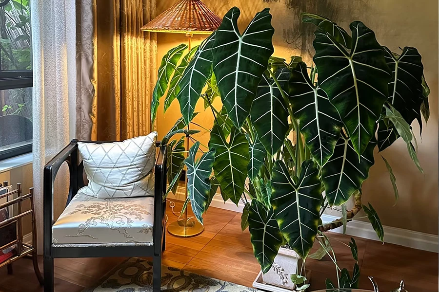 Alocasia Frydek (Green Velvet Alocasia) with large dark green velvet leaves and striking white veins in a cozy living room.
