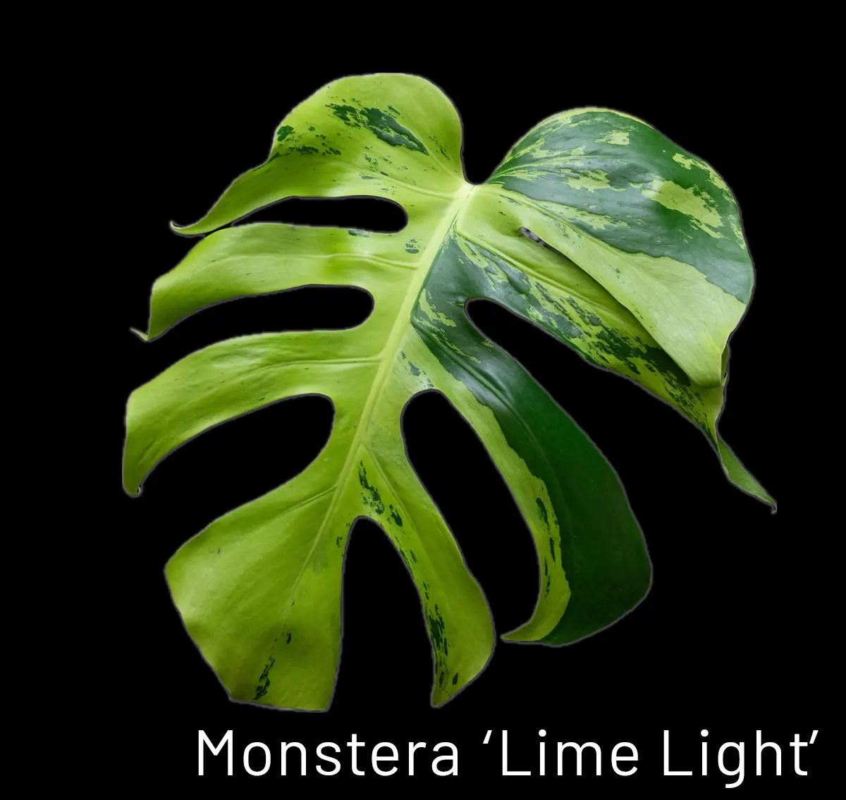 The glowing lime-toned variegation characteristic of Monstera ‘Lime Light’.